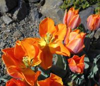 Tulipán 'Princess Irene' - Triumph tulipány (Tulipa)
