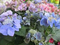 Hortenzie velkolistá (Hydrangea macrophylla)