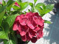 Hortenzie velkolistá (Hydrangea macrophylla)