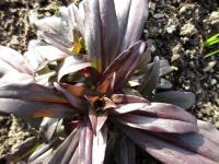 Hvozdík vousatý (Dianthus barbatus)