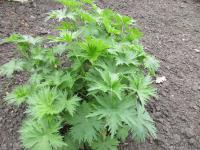 Stračka vyvýšená (Delphinium elatum)