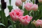 Tulipán 'Angelique' - Plné pozdní tulipány (Tulipa)