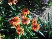 Třapatkovka nachová 'Cheyenne Spirit' (Echinacea purpurea)