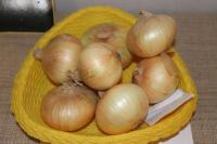 Allium cepa