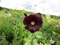 Topolovka růžová (Alcea rosea)