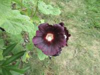 Topolovka růžová (Alcea rosea)
