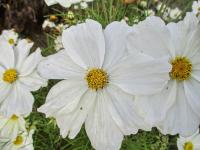 Krásenka zpeřená 'Sonata White' (Cosmos bipinnatus)
