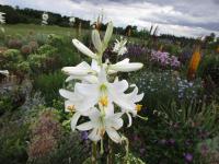 Lilie bělostná (Lilium candidum)