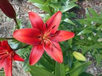 Lilium x hybridum      'Red Sensation'  ľalia kvety
