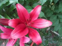 Lilium x hybridum      'Red Rock'  ľalia kvety
