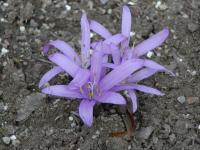 Ocúnovec jarní (Colchicum bulbocodium)
