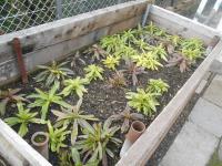 Hvozdík vousatý (Dianthus barbatus)