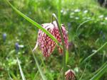 Řebčík kostkovaný (Fritillaria meleagris)