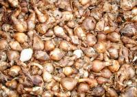 Narcis - směs odrůd (Narcissus)