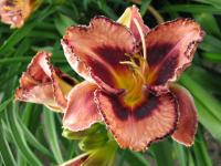 Denivka 'Awesome Blossom'