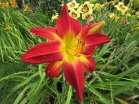 Denivka 'All American Chief' (Hemerocallis)
