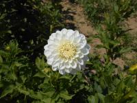 Jiřinka 'Bílá koule' (Dahlia)