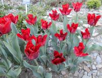 Tulipán 'Merry Go Round' - Mnohokvěté tulipány (Tulipa)