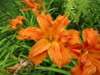 Denivka plavá 'Kwanso' (Hemerocallis fulva)