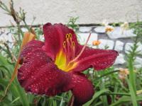 Denivka 'Sweet Hot Chocolate' (Hemerocallis)