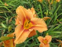 Denivka 'Bronzette Star' (Hemerocallis)