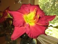 Denivka 'Barney' (Hemerocallis)