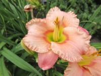Denivka 'Elegant Candy' (Hemerocallis)