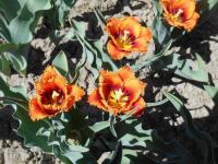 Tulipán 'Palmares' - Třepenité tulipány (Tulipa)