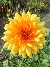 Jiřinka 'Noordwijks Glorie' (Dahlia)