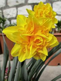 Narcis 'Heamoor' - Plnokvěté narcisy (Narcissus)