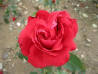 Růže 'Alec's Red' - Velkokvěté růže (Rosa)