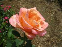Růže 'Remy Martin' - Velkokvěté růže (Rosa)