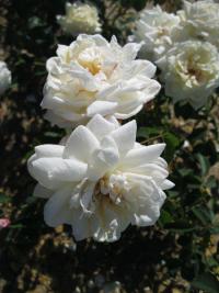 Růže 'Ilse Krohn Superior' (Rosa)