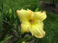 Denivka 'Wisley' (Hemerocallis)