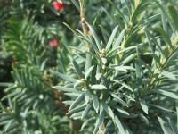 Tis červený 'Schwarzgrün' (Taxus baccata)