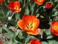 Tulipán 'Queen Wilhelmina' - Darwin hybridy (Tulipa)