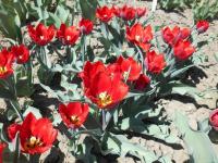 Tulipán 'Arma' - Třepenité tulipány (Tulipa)