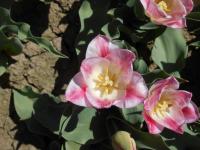 Tulipán 'Page Polka' - Triumph tulipány (Tulipa)