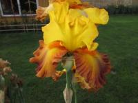 Kosatec 'Sun Bath' - Vysoké bradaté kosatce (Iris)