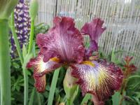 Kosatec 'Master of Disguise' - Vysoké bradaté kosatce (Iris)