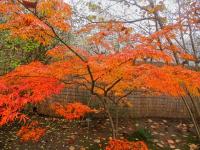 Javor dlanitolistý 'Linearilobum' - podzimní habitus (Acer palmatum)