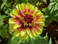 Ostálka sličná 'Queen Lime Red' (Zinnia elegans)