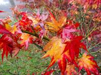 Javor dlanitolistý 'Ryuzu' (Acer palmatum)