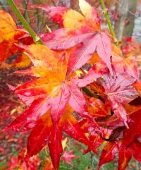 Javor dlanitolistý 'Ryuzu' (Acer palmatum)