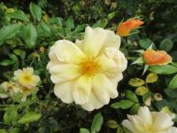 Růže 'Amber Sun' - Pokryvné růže (Rosa)