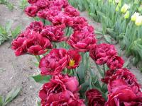 Tulipán 'Alison Bradley' - Plnokvěté rané tulipány (Tulipa)