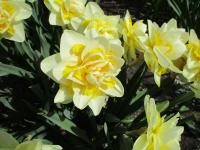 Narcis 'Safina' - Plnokvěté narcisy (Narcissus)