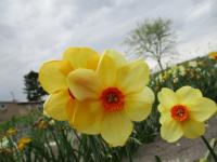 Narcis 'Sabine Hay' - Malokorunné narcisy (Narcissus)