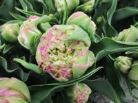 Tulipán 'Peggy Wonder' - Plné pozdní tulipány (Tulipa)
