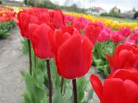 Tulipán 'Fostery King' - Darwin hybridy (Tulipa)
